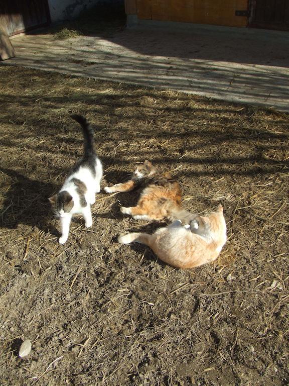 Farm stay Bamerhof *